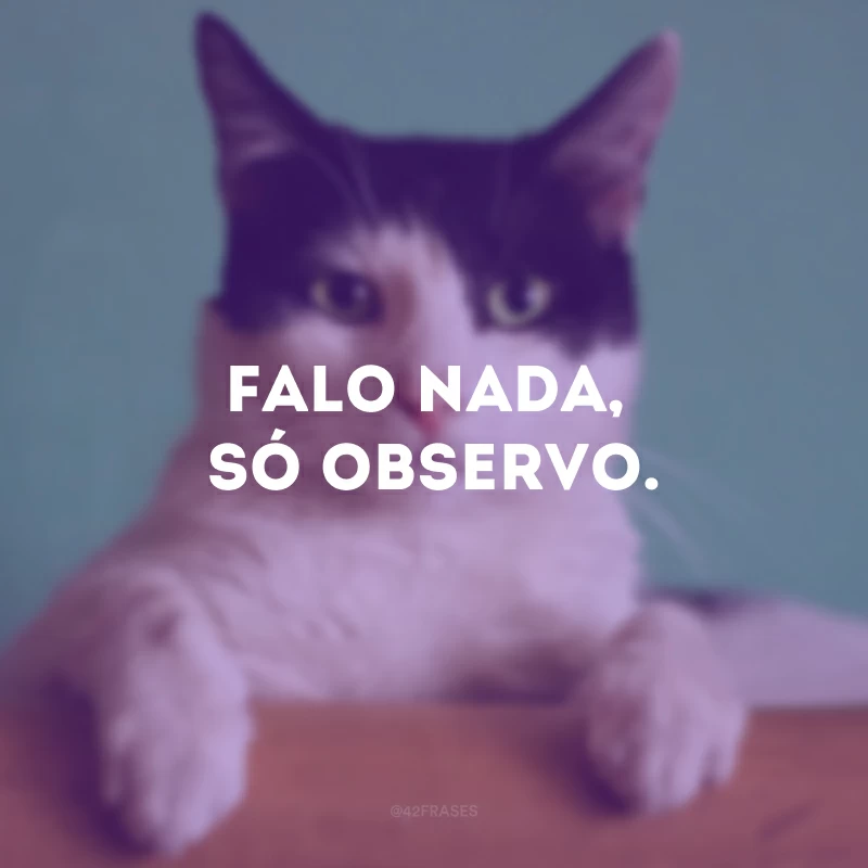 Falo nada, só observo.