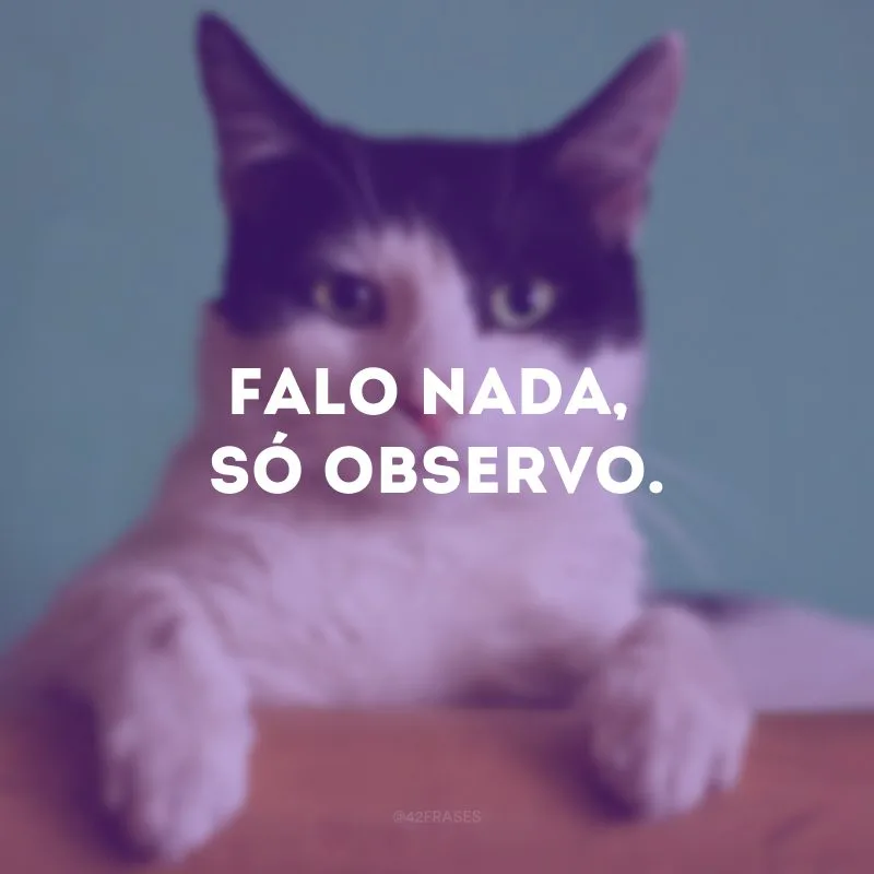 Falo nada, só observo.