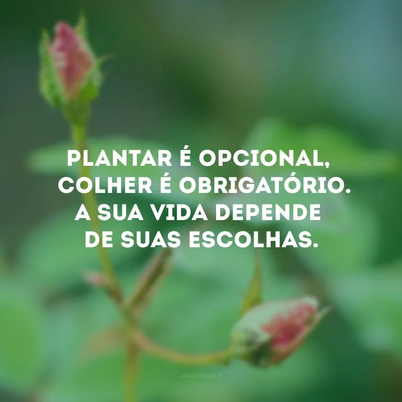 Plantar é opcional, mas colher é obrigatório. A sua vida depende de suas escolhas.