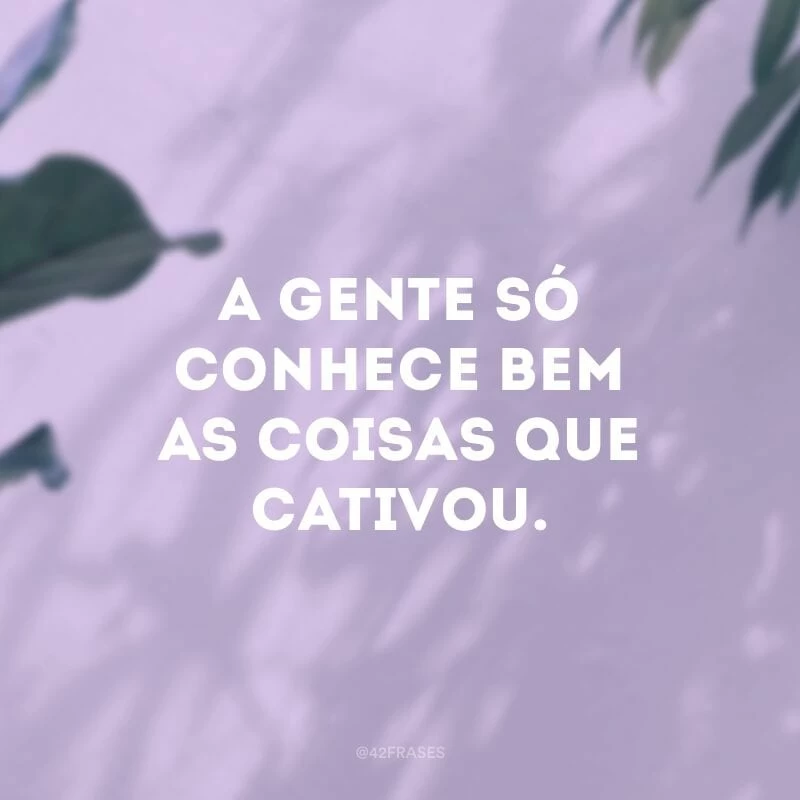 A gente só conhece bem as coisas que cativou.