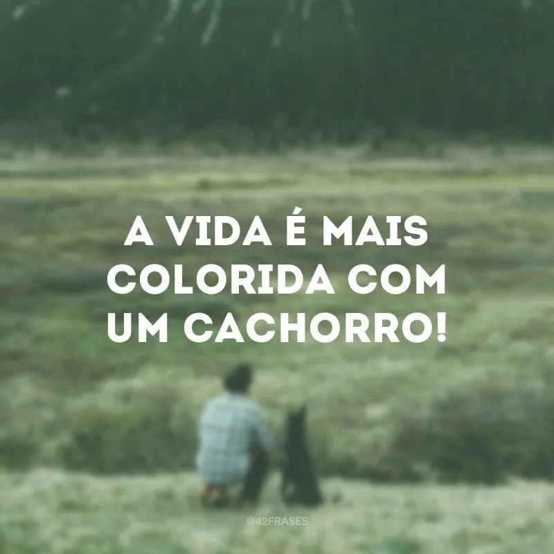 A vida é mais colorida com um cachorro!