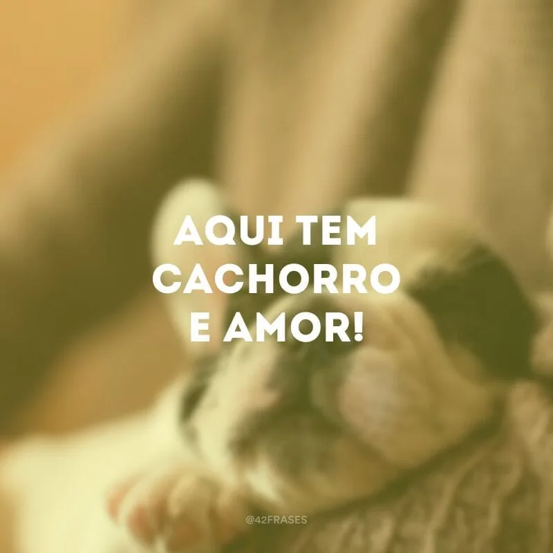 Aqui tem cachorro e amor!