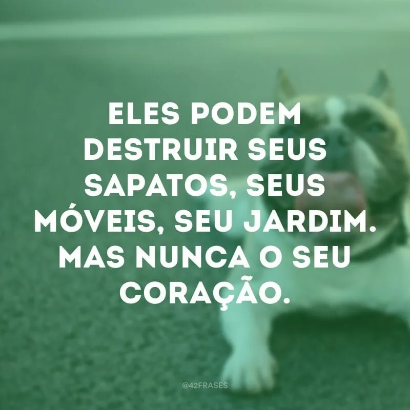 Eles podem destruir seus sapatos, seus móveis, seu jardim. Mas nunca o seu coração.