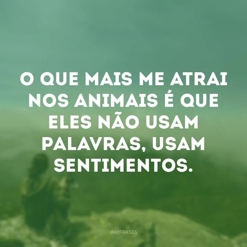 O que mais me atrai nos animais é que eles não usam palavras, usam sentimentos.
