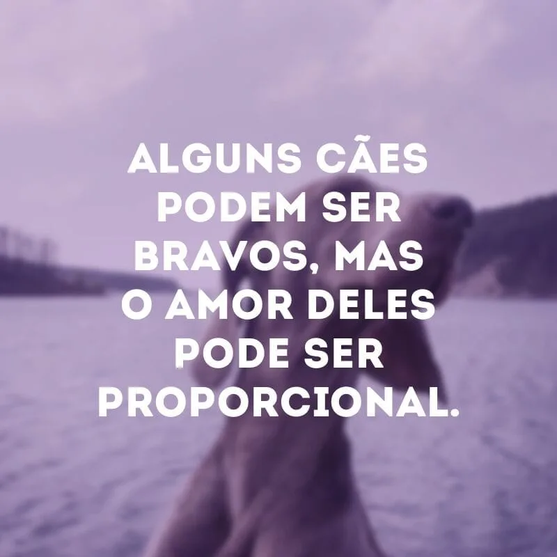 Alguns cães podem ser bravos, mas o amor deles pode ser proporcional.