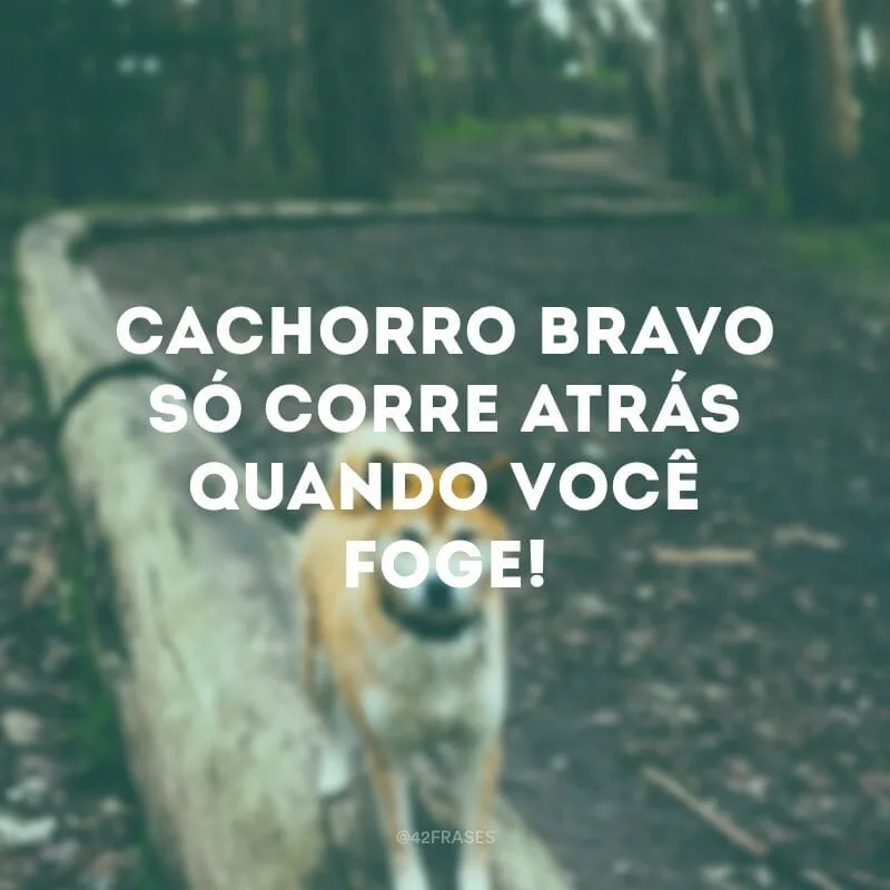 Cachorro bravo só corre atrás quando você foge!
