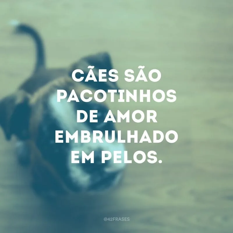 Cães são pacotinhos de amor embrulhado em pelos.