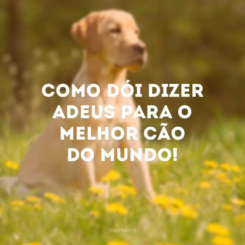 Como dói dizer adeus para o melhor cão do mundo!