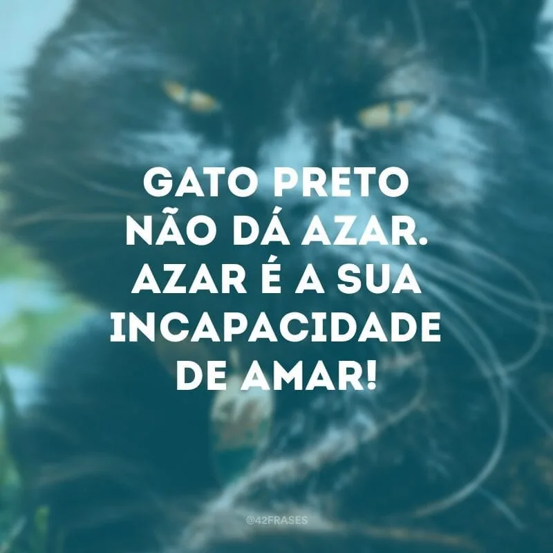 Gato preto não dá azar. Azar é a sua incapacidade de amar!