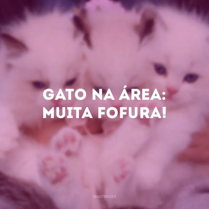 Gato na área: muita fofura!