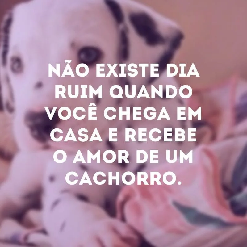 Não existe dia ruim quando você chega em casa e recebe o amor de um cachorro.