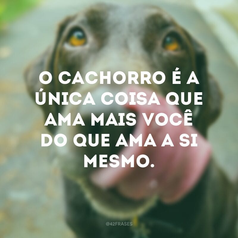 O cachorro é a única coisa que ama mais você do que ama a si mesmo. 