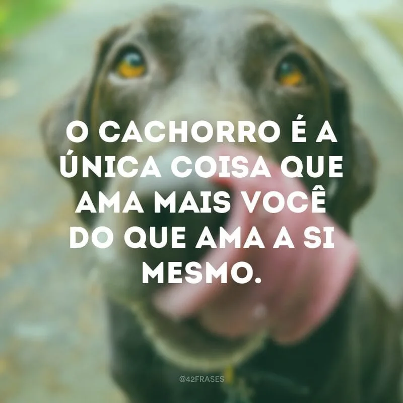 O cachorro é a única coisa que ama mais você do que ama a si mesmo. 