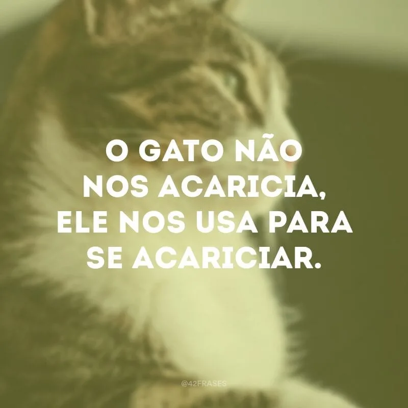 O gato não nos acaricia, ele nos usa para se acariciar.