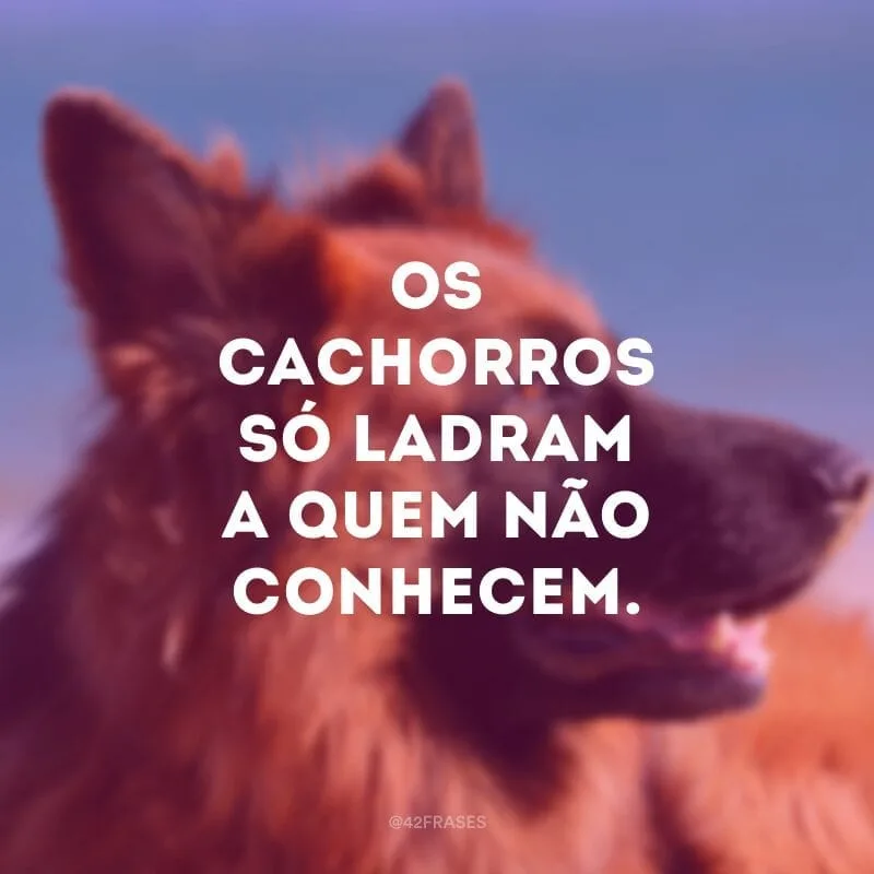 Os cachorros só ladram a quem não conhecem.