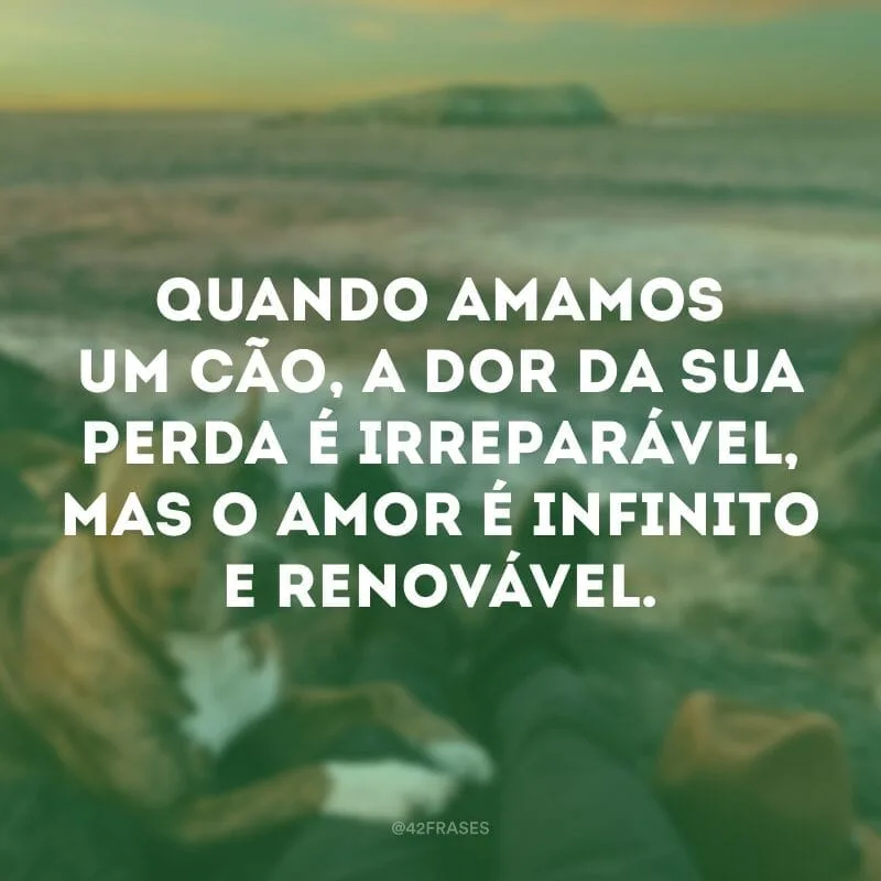 Quando amamos um cão, a dor da sua perda é irreparável, mas o amor é infinito e renovável.