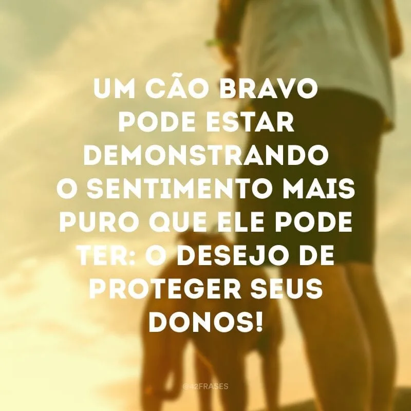 Um cão bravo pode estar demonstrando o sentimento mais puro que ele pode ter: o desejo de proteger seus donos!