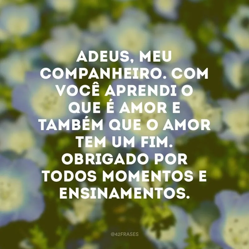 Adeus, meu companheiro. Com você aprendi o que é amor e também que o amor tem um fim. Obrigado por todos momentos e ensinamentos.
