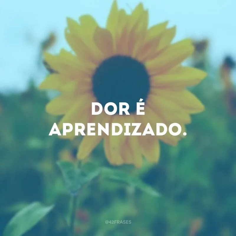 Dor é aprendizado.