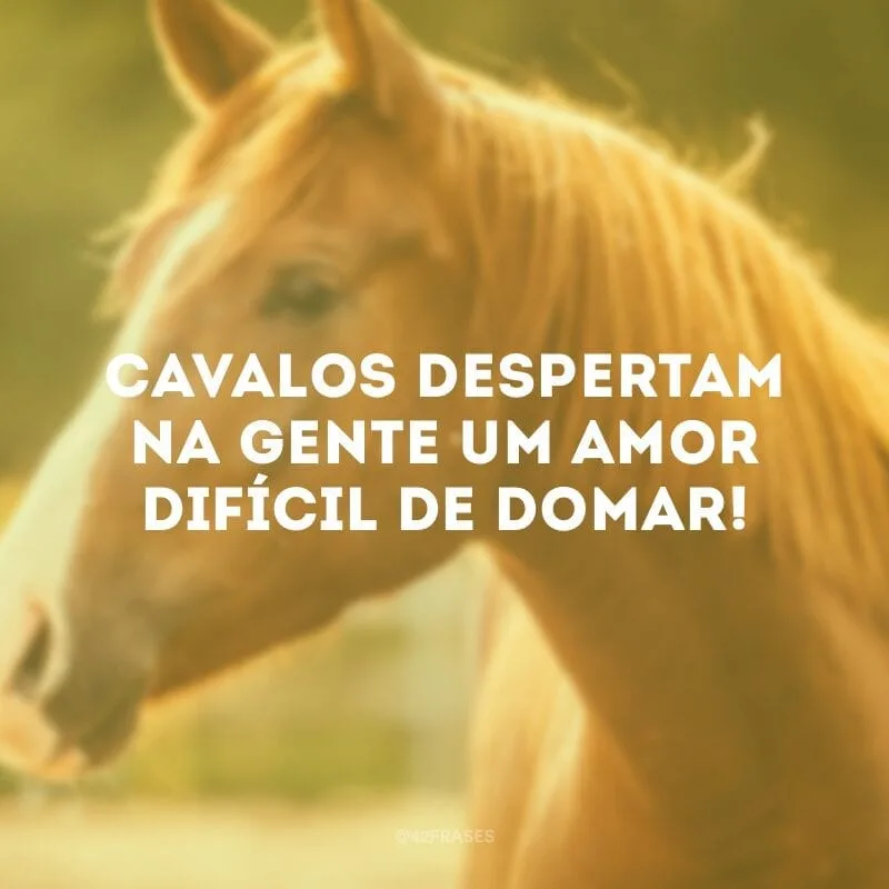 Cavalos despertam na gente um amor difícil de domar!