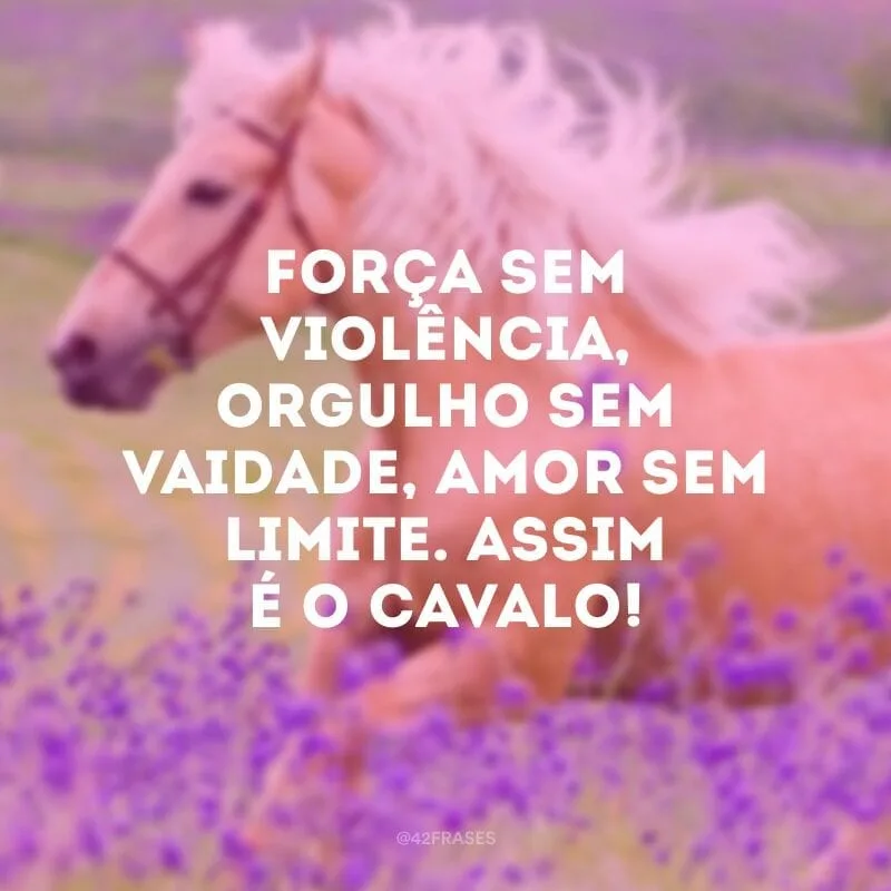 Força sem violência, orgulho sem vaidade, amor sem limite. Assim é o cavalo!