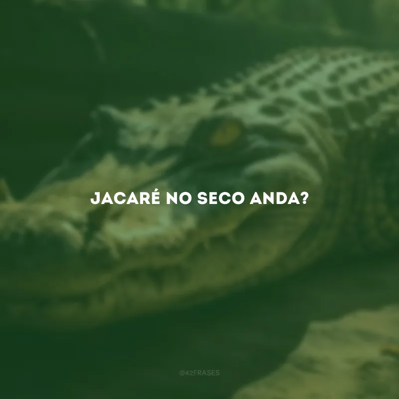 Jacaré no seco anda?