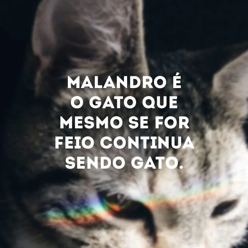 Malandro é o gato que mora no seu telhado e não paga aluguel.