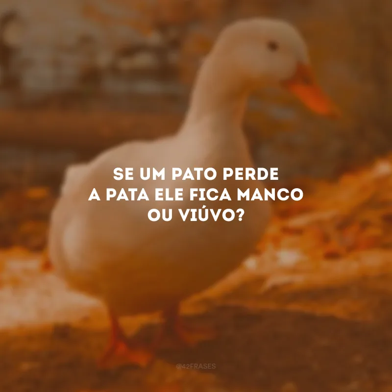 Se um pato perde a pata ele fica manco ou viúvo?