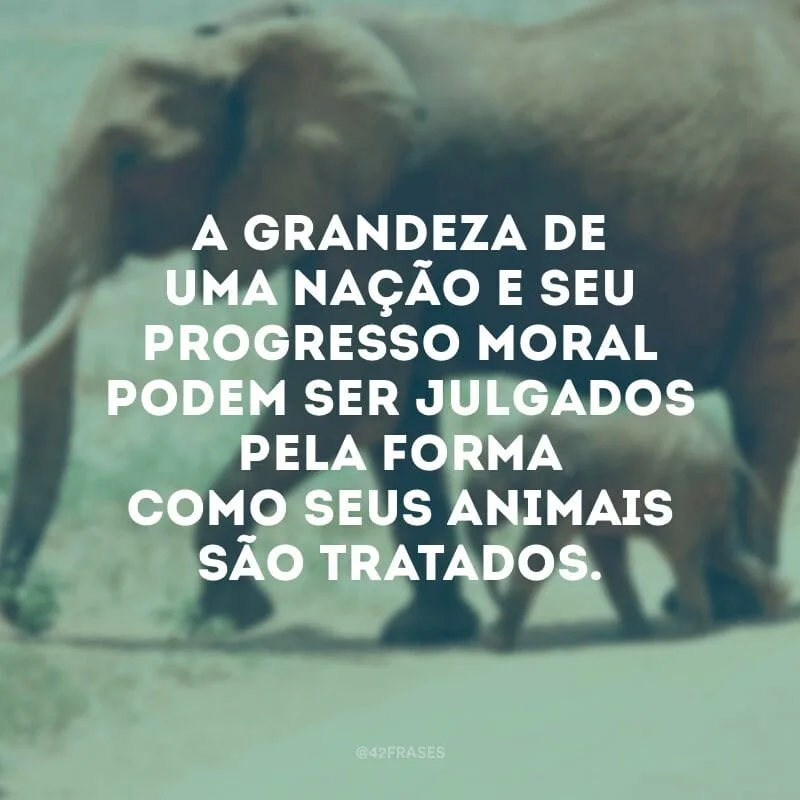A grandeza de uma nação e seu progresso moral podem ser julgados pela forma como seus animais são tratados. 