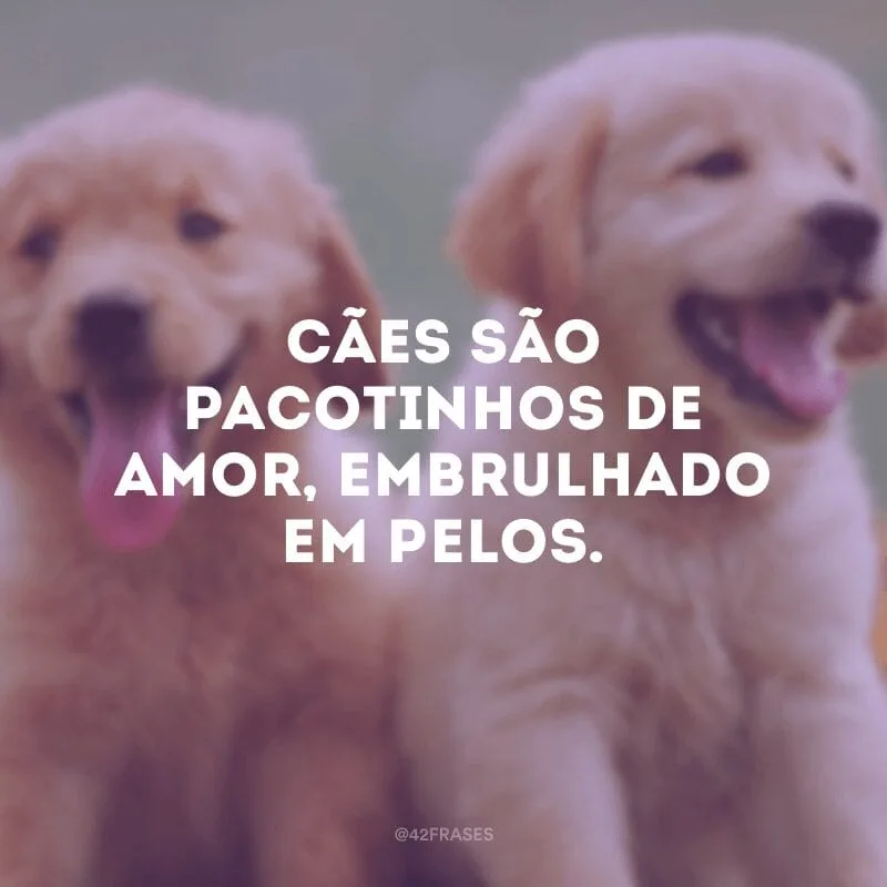 Cães são pacotinhos de amor, embrulhado em pelos.
