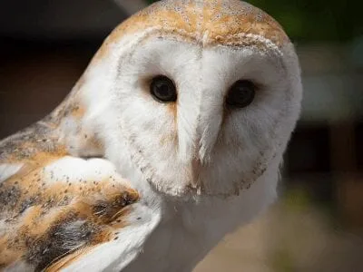 40 frases sobre animais que vão te fazer valorizar mais o nosso planeta
