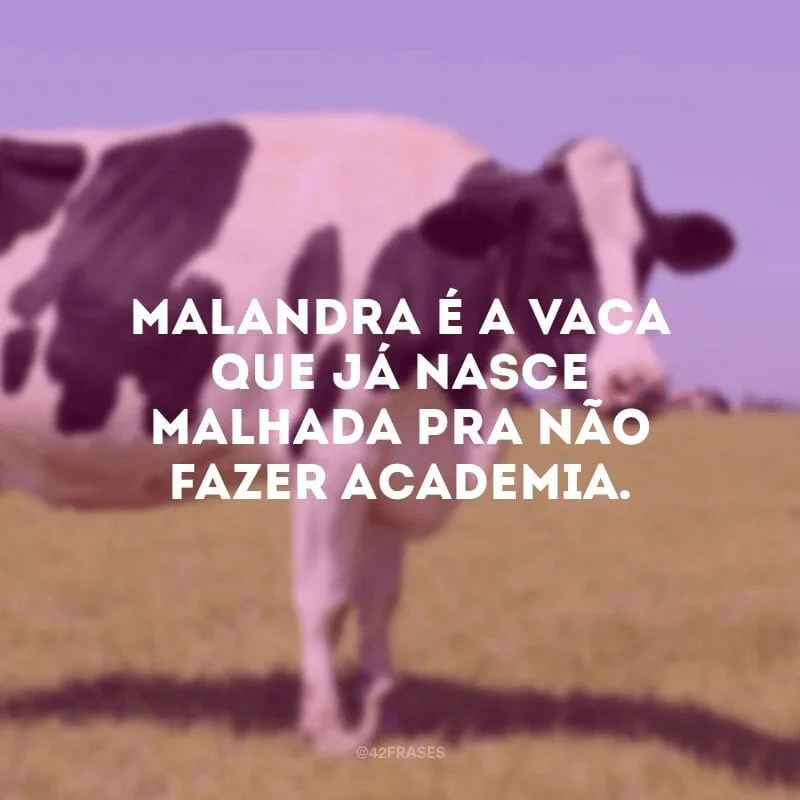 Malandra é a vaca que já nasce malhada pra não fazer academia.
