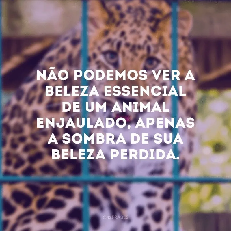 Não podemos ver a beleza essencial de um animal enjaulado, apenas a sombra de sua beleza perdida.