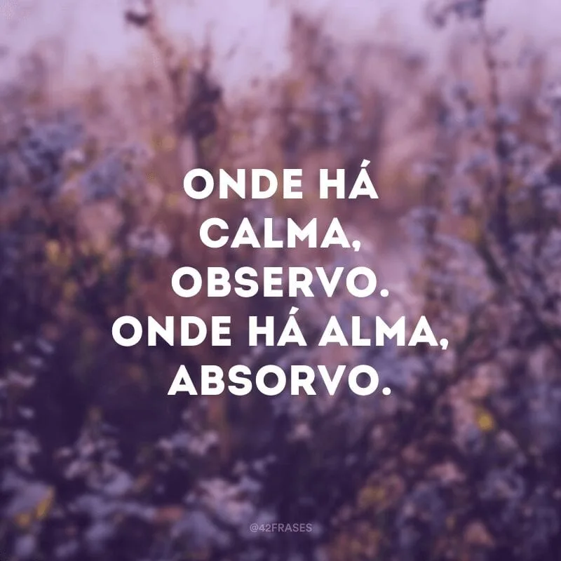 Onde há calma, observo. Onde há alma, absorvo.