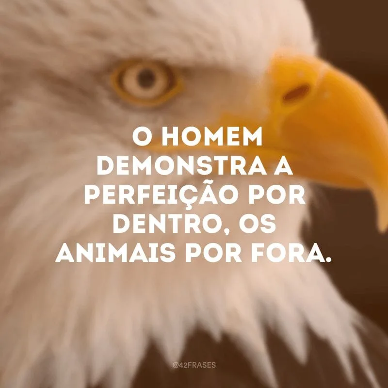  O homem demonstra a perfeição por dentro, os animais por fora.