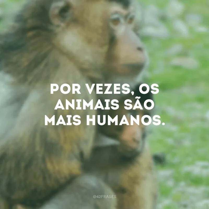 Por vezes, os animais são mais humanos.