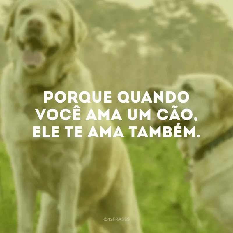 Porque quando você ama um cão, ele te ama também. 