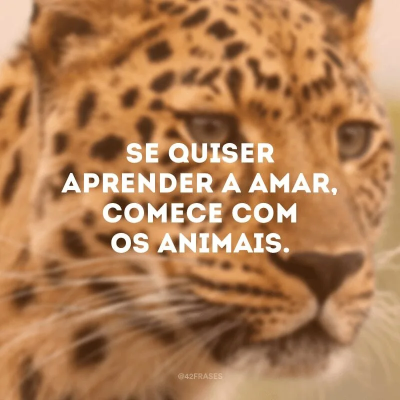 Se quiser aprender a amar, comece com os animais.