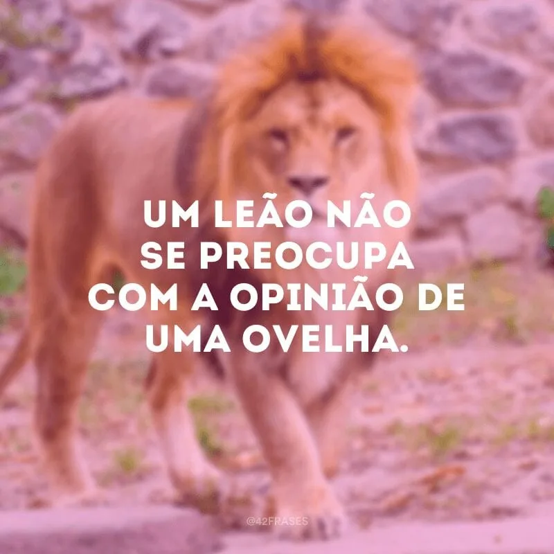 Um leão não se preocupa com a opinião de uma ovelha.
