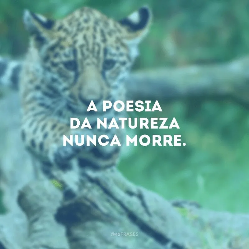 A poesia da natureza nunca morre.