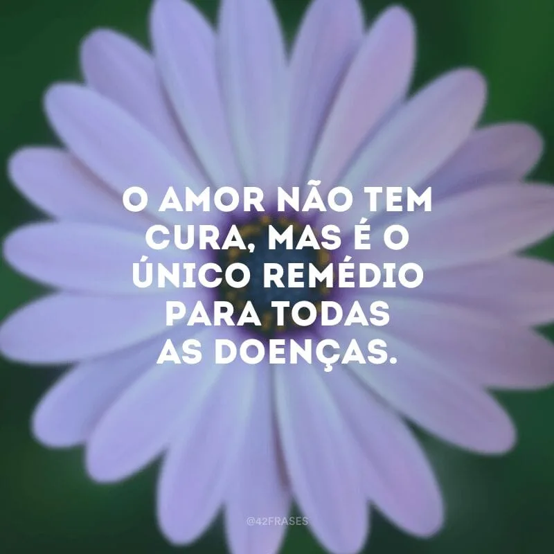 O amor não tem cura, mas é o único remédio para todas as doenças. 