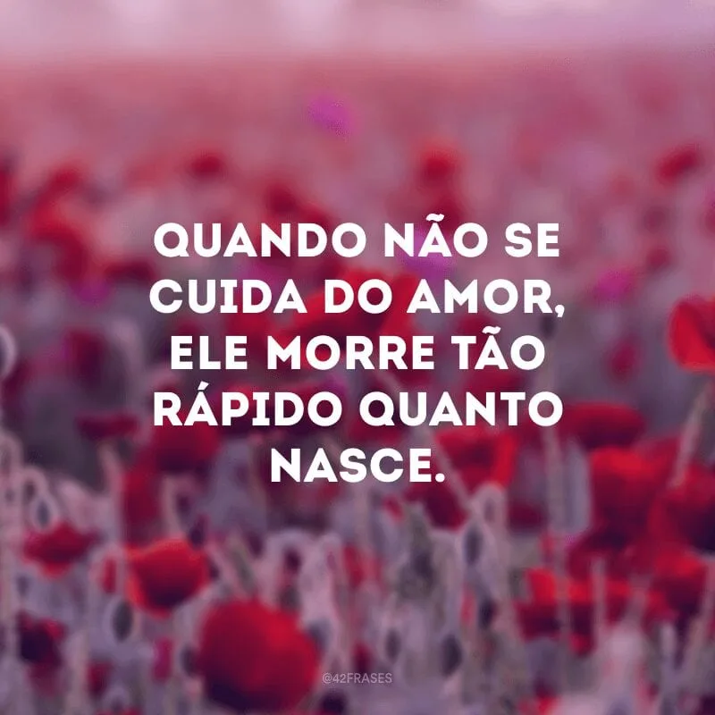 Quando não se cuida do amor, ele morre tão rápido quanto nasce.