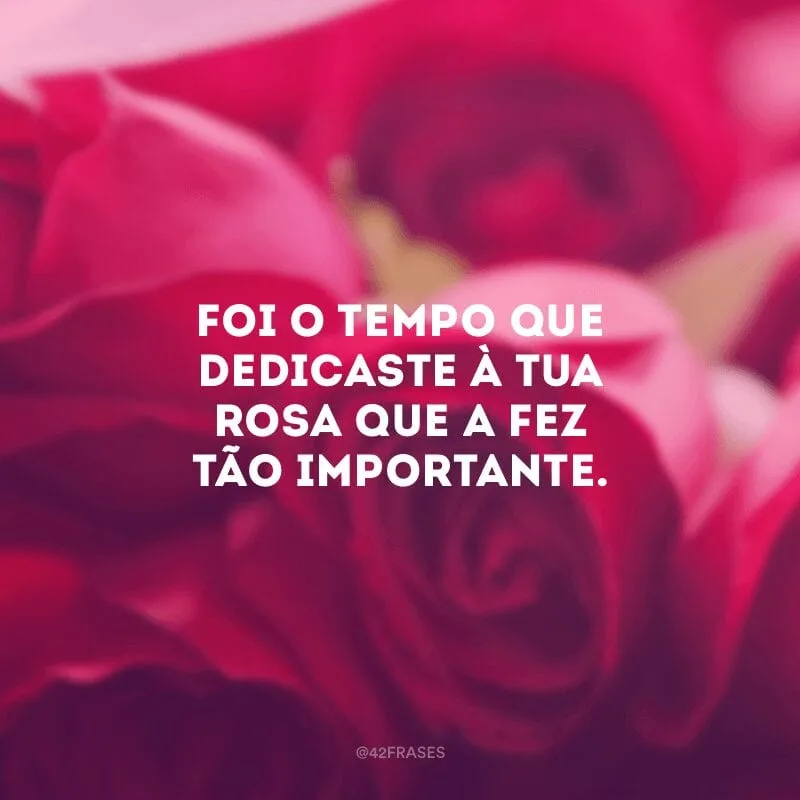 Foi o tempo que dedicaste à tua rosa que a fez tão importante. 