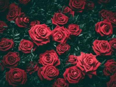 40 frases sobre rosas para quem ama essa flor que simboliza o amor