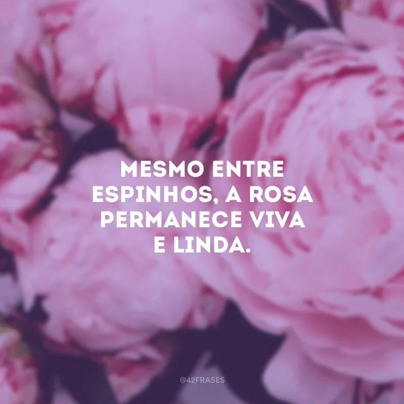 Mesmo entre espinhos, a rosa permanece viva e linda.