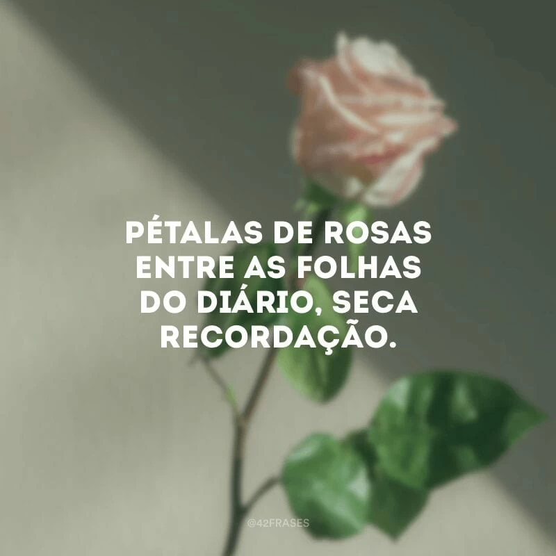 Pétalas de rosas entre as folhas do diário, seca recordação. 