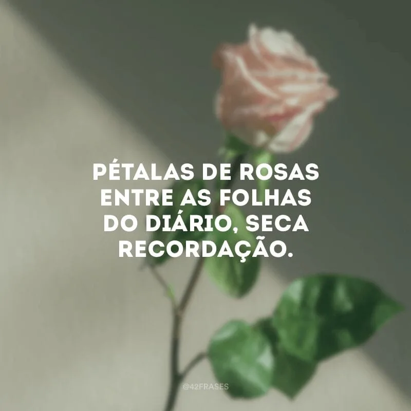 Pétalas de rosas entre as folhas do diário, seca recordação. 