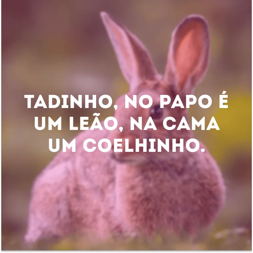 Tadinho, no papo é um leão, na cama um coelhinho.