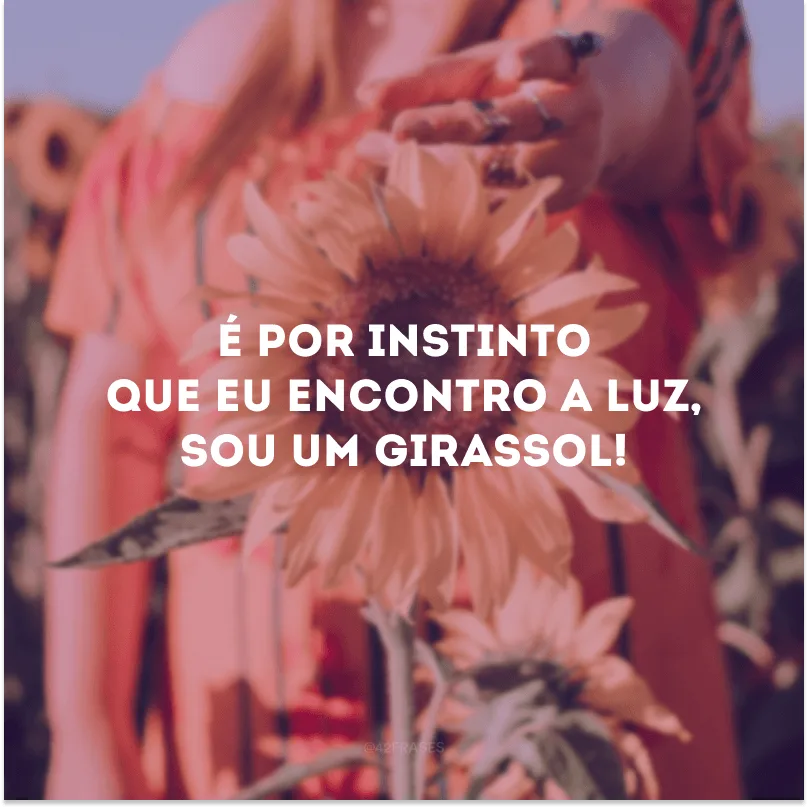 É por instinto que eu encontro a luz, sou um girassol! 