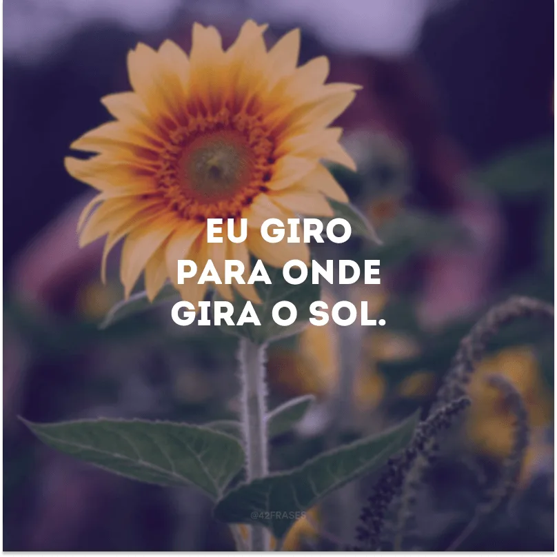 Eu giro para onde gira o sol. 